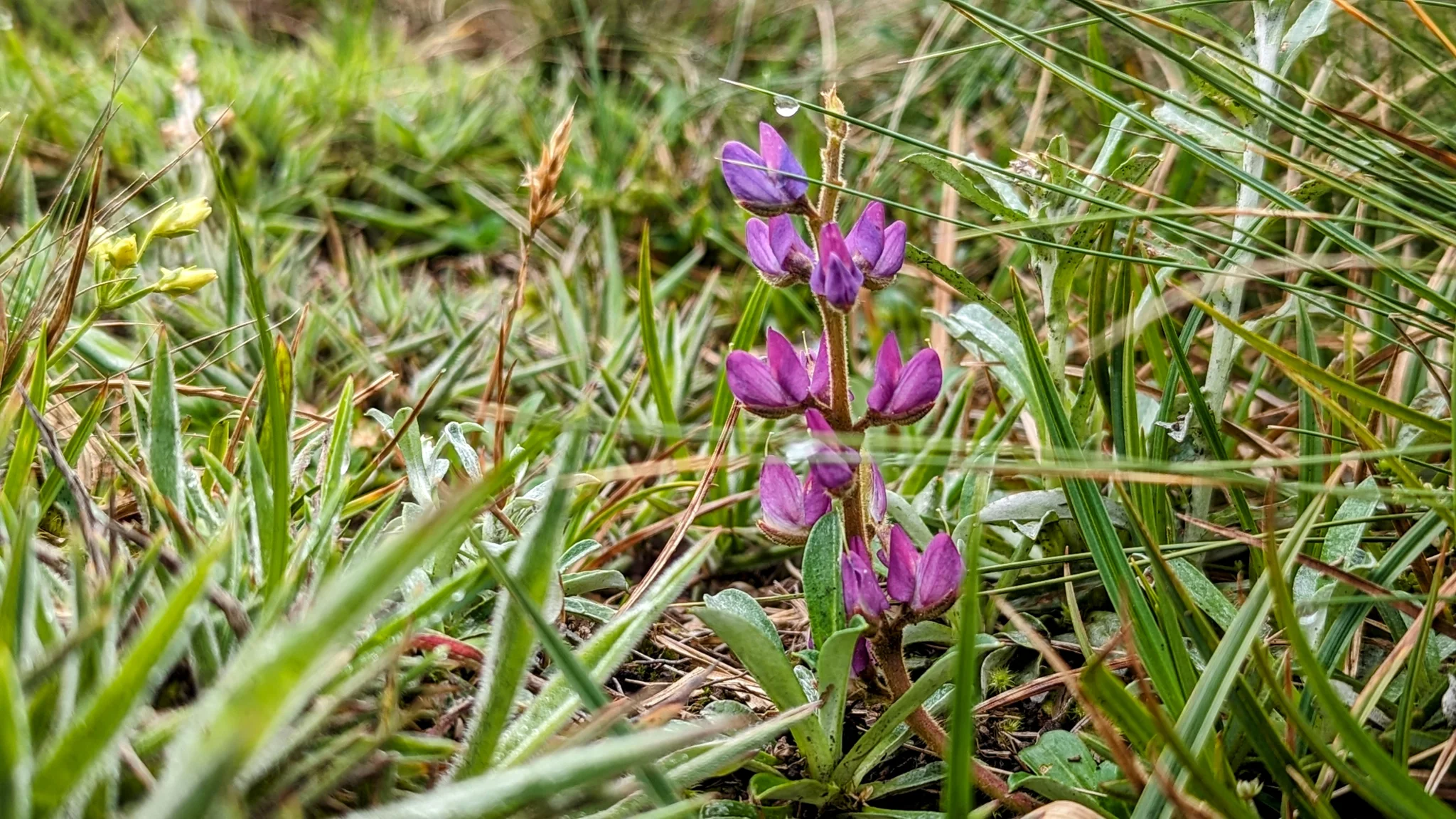 Purple wildflowers in grass. Finer identification remains unconfirmed.