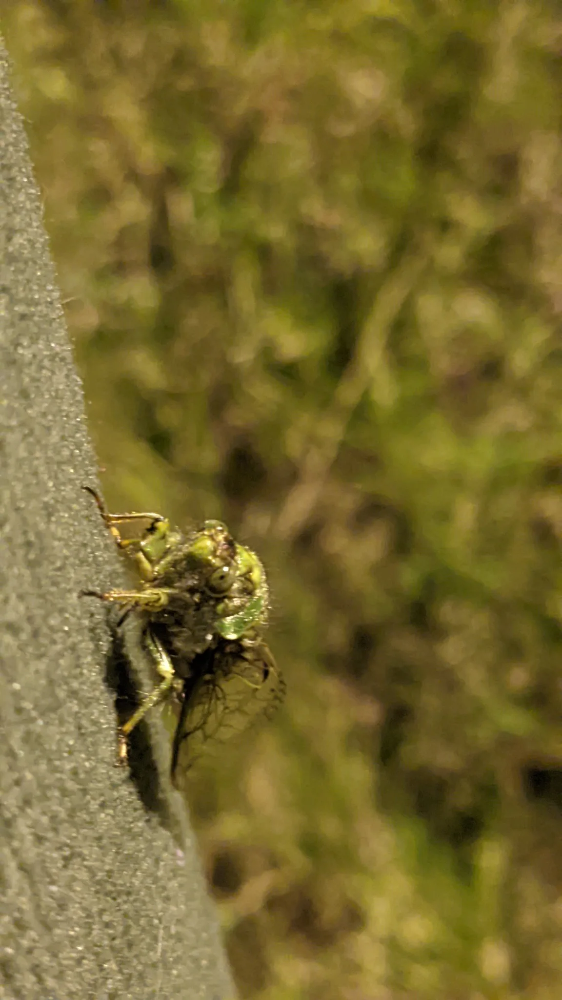 Mottled spider on bark. Finer identification remains unconfirmed.