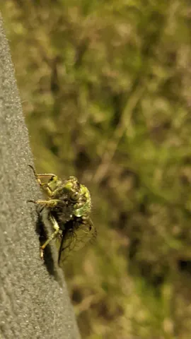 Mottled spider on bark. Finer identification remains unconfirmed.