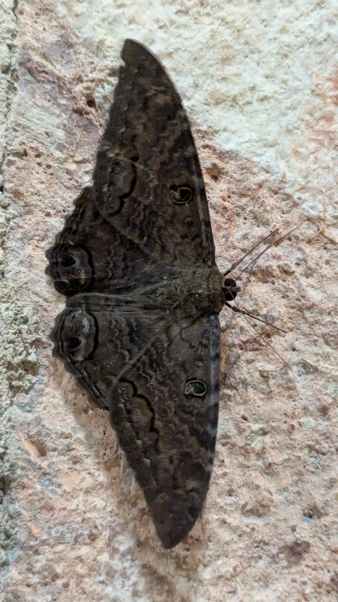 Dark moth on pale stone. Finer identification remains unconfirmed.
