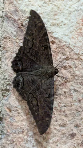 Dark moth on pale stone. Finer identification remains unconfirmed.