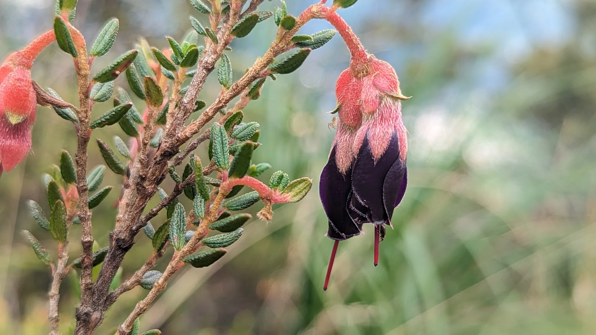Pendant red and purple flowers on a small shrub. Finer identification remains unconfirmed.