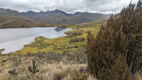 A wetland shore at Togllacocha.