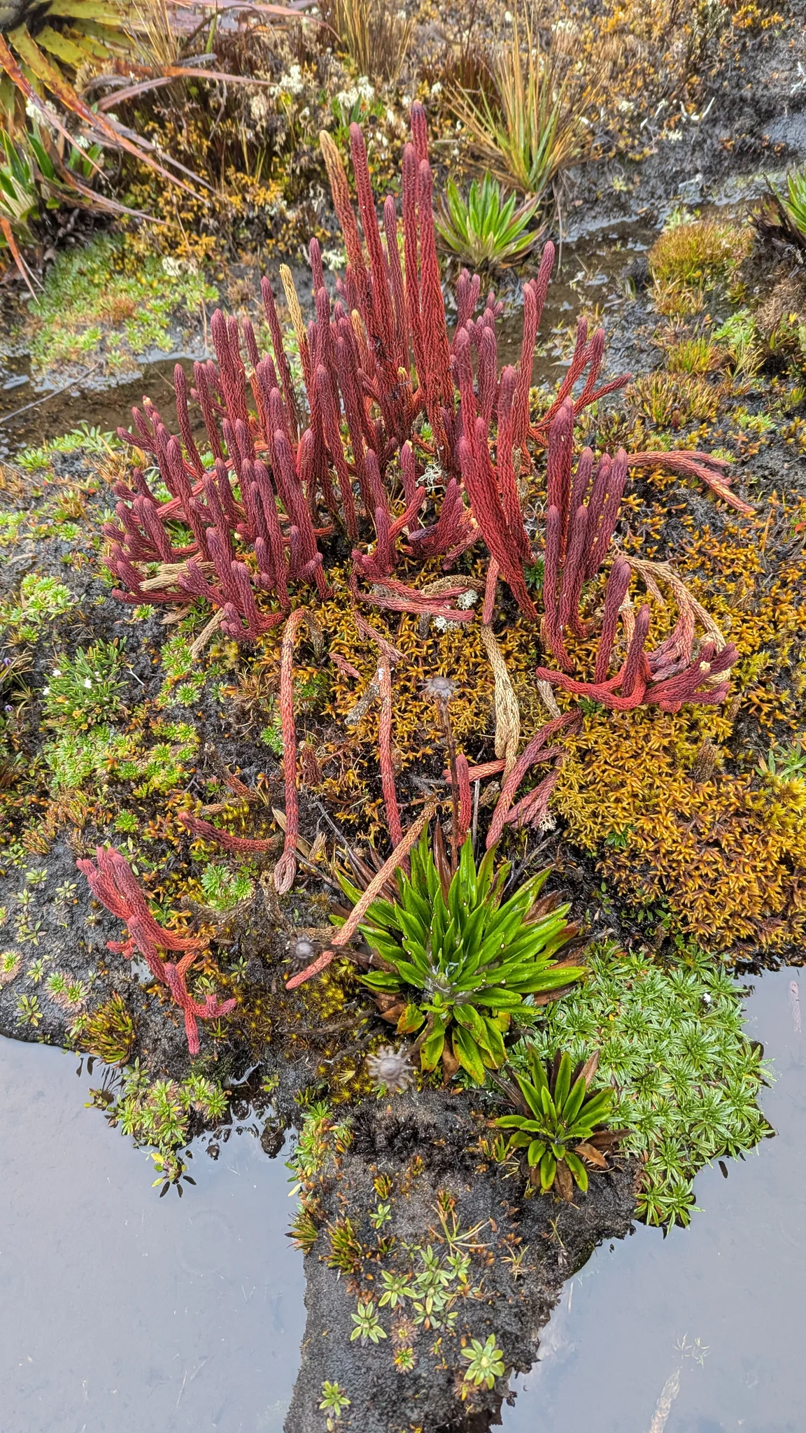 Upright reddish clubmoss stems rise from wet moss beside a small rock pool. A Phlegmariurus identification remains tentative.