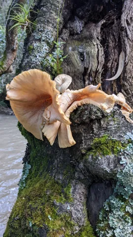 Orange mushrooms on tree trunk. Finer identification remains unconfirmed.