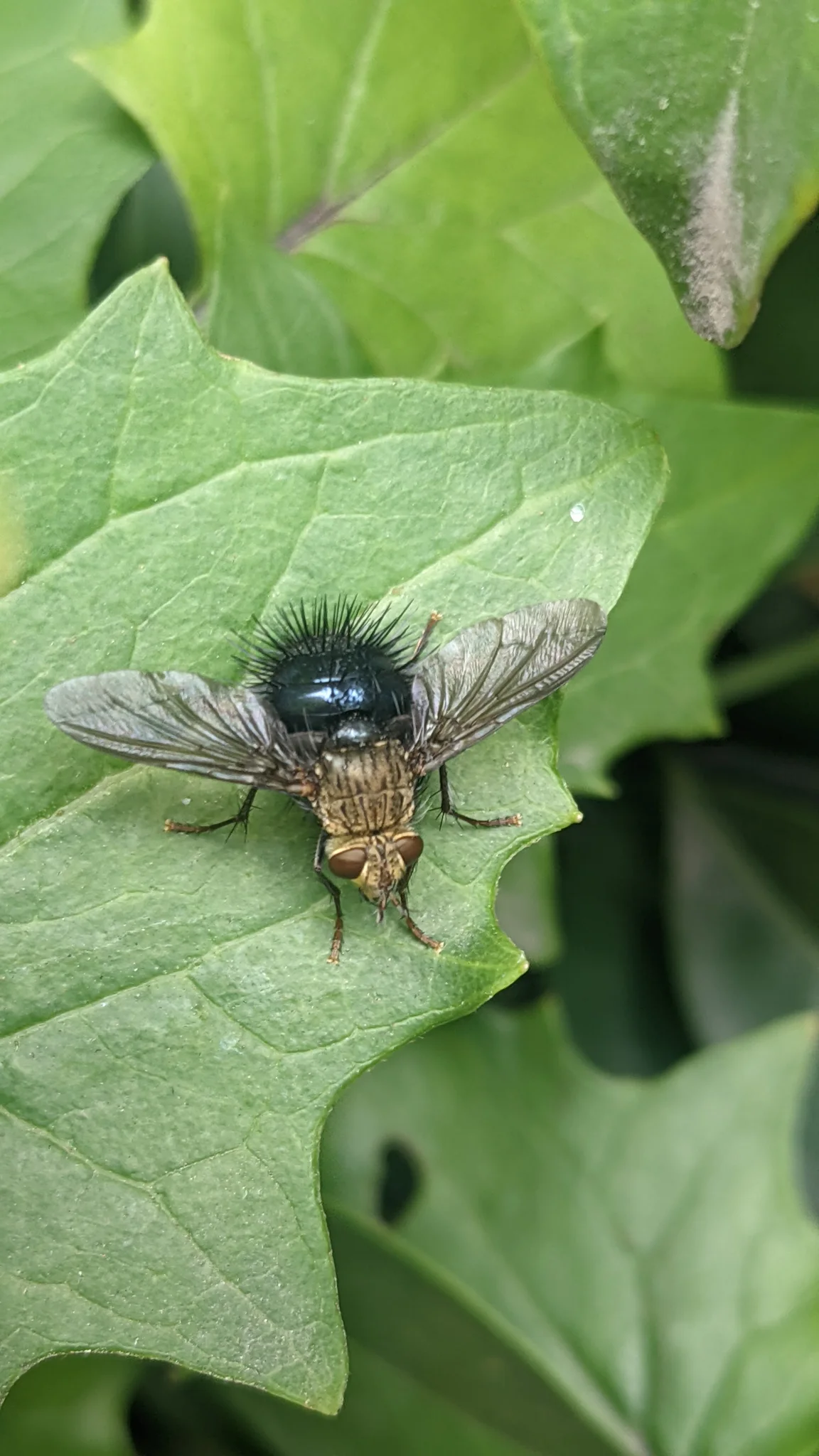 Dark insect on broad leaf. Finer identification remains unconfirmed.