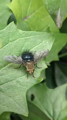 Dark insect on broad leaf. Finer identification remains unconfirmed.