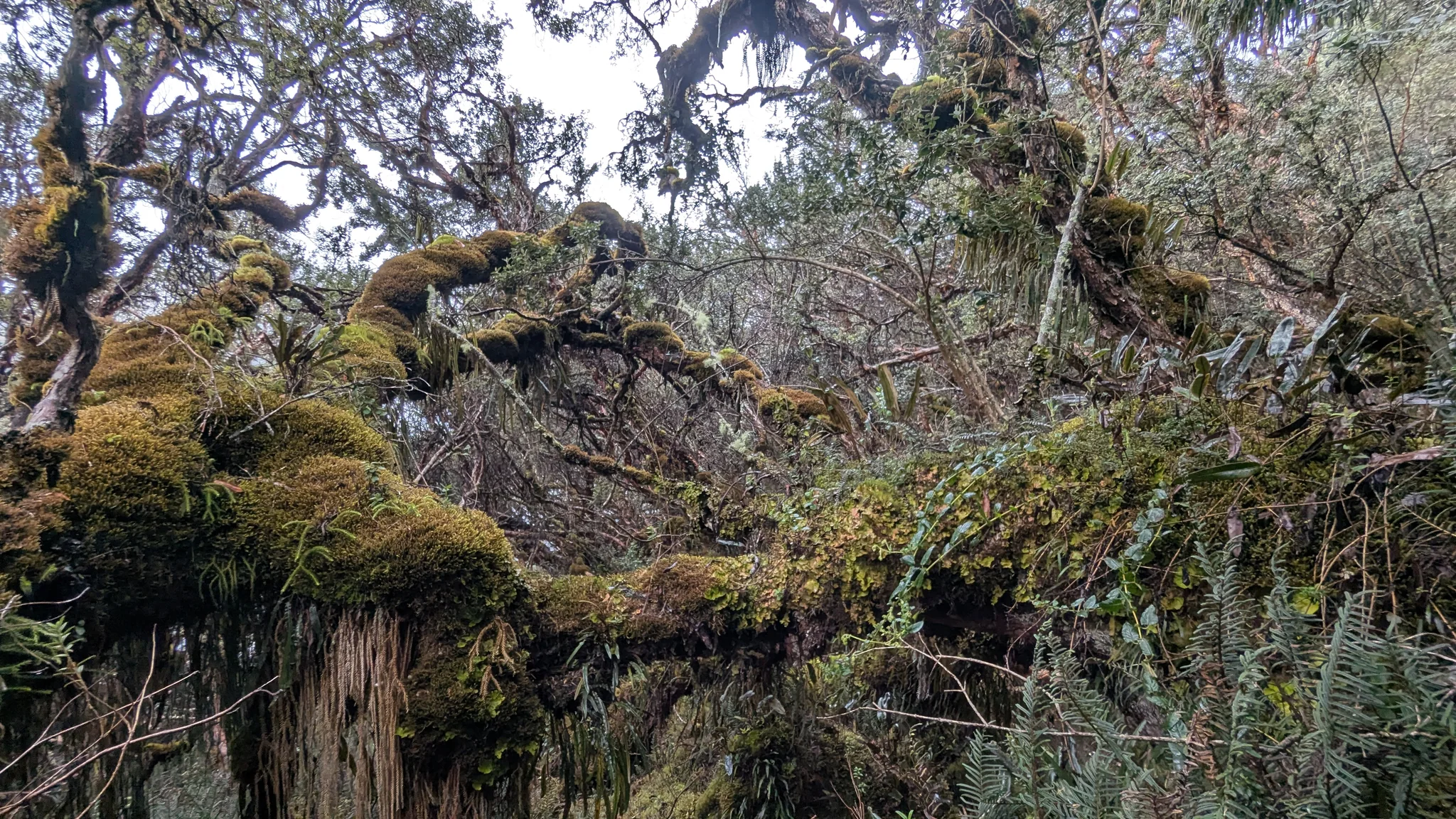 Lichen-draped branches above a rocky hollow