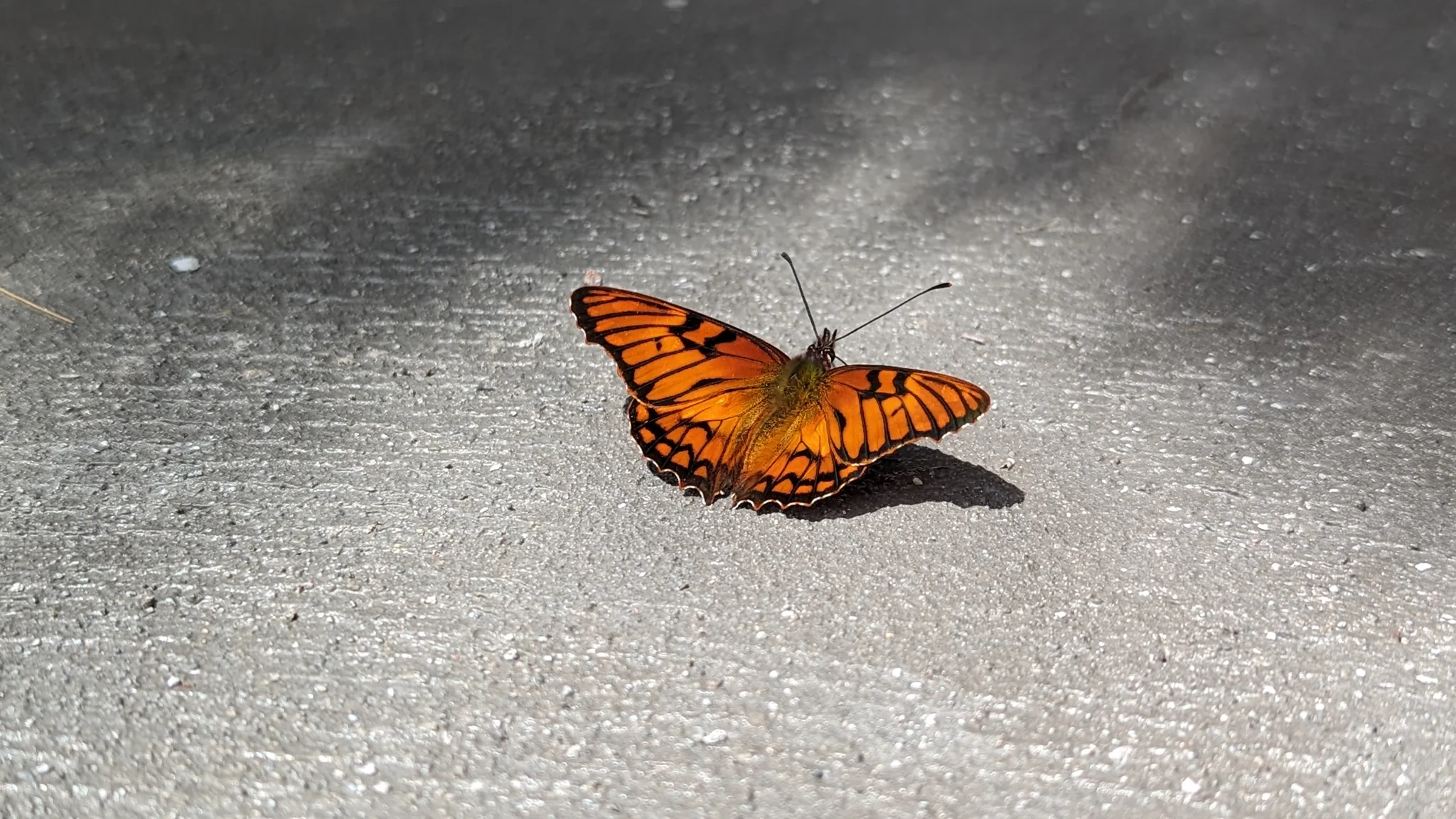 Orange butterfly on pavement. Finer identification remains unconfirmed.