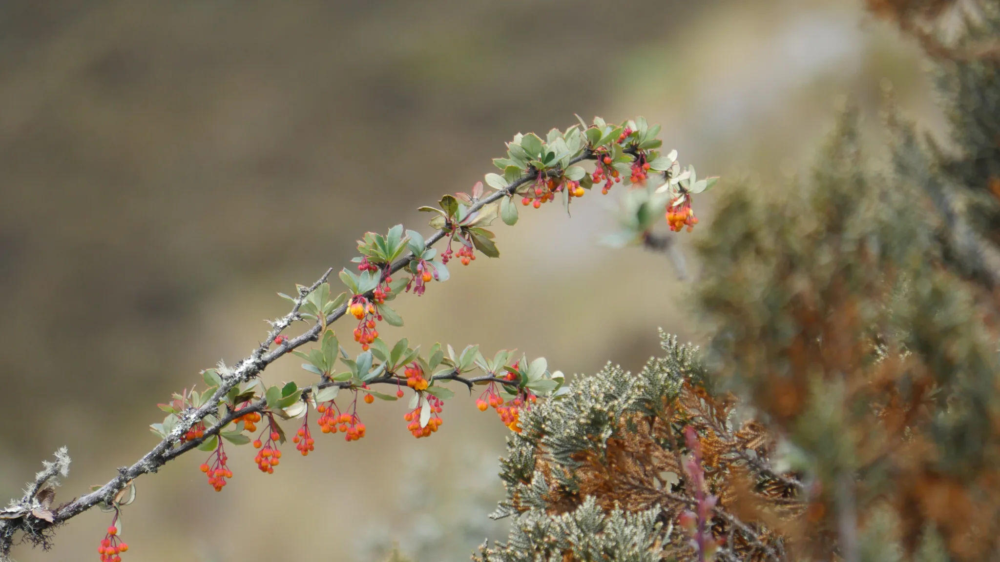 Orange bells on a slender highland branch. Finer identification remains unconfirmed.