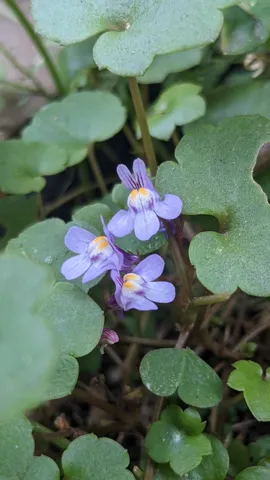 Small lilac Cymbalaria muralis flowers have two lips and a yellow palate, surrounded by rounded ivy-like leaves.