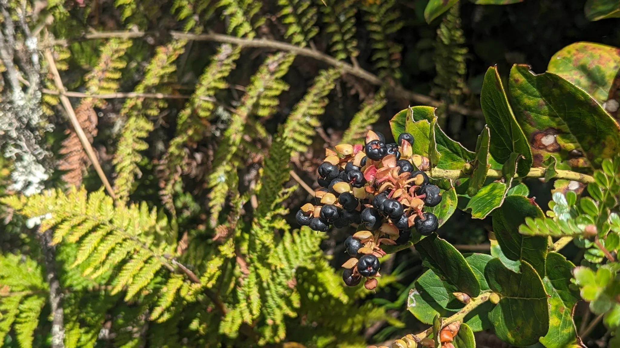 Sunlit fruit cluster beside fern fronds. Finer identification remains unconfirmed.