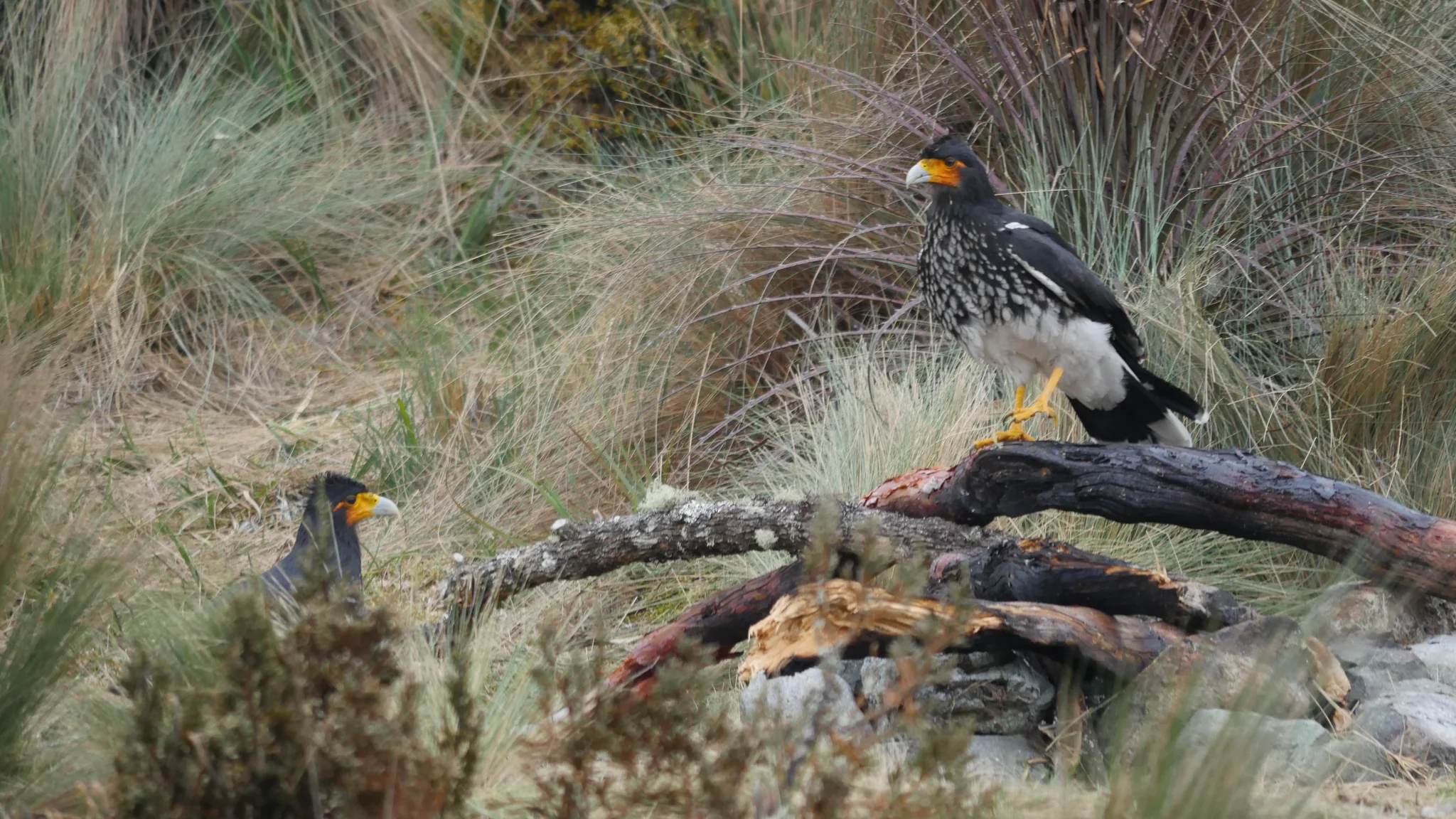 A caracara standing on a log