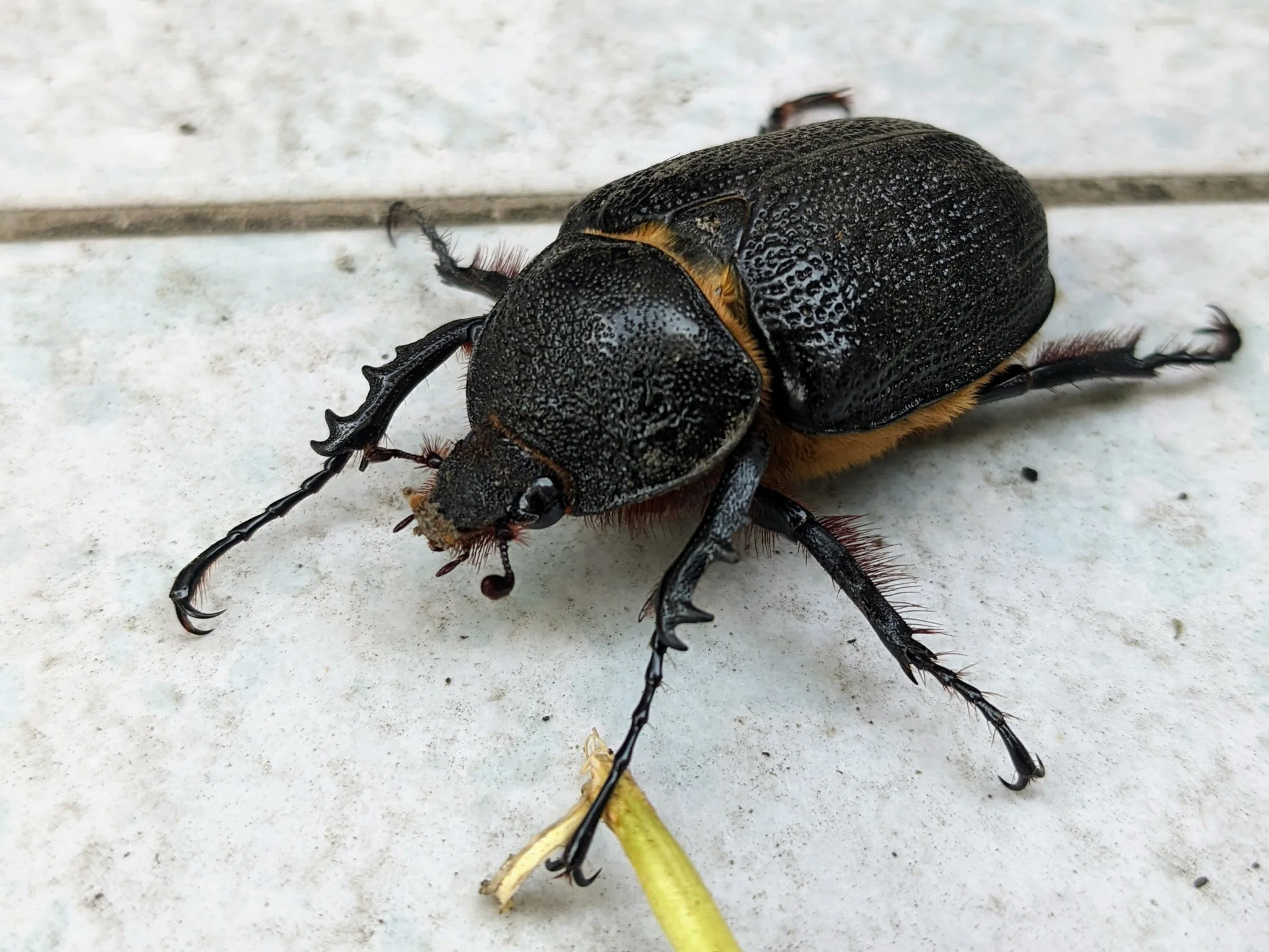 Black beetle on pavement. Finer identification remains unconfirmed.