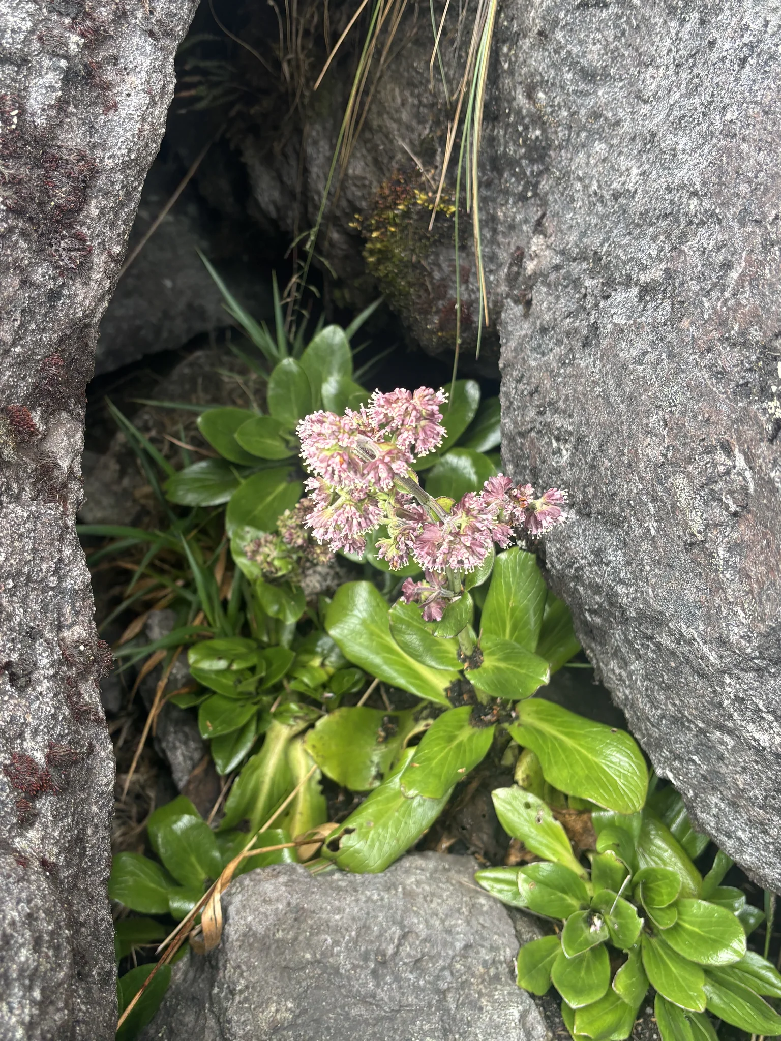 Pink flower clusters in a rock crevice. Finer identification remains unconfirmed.