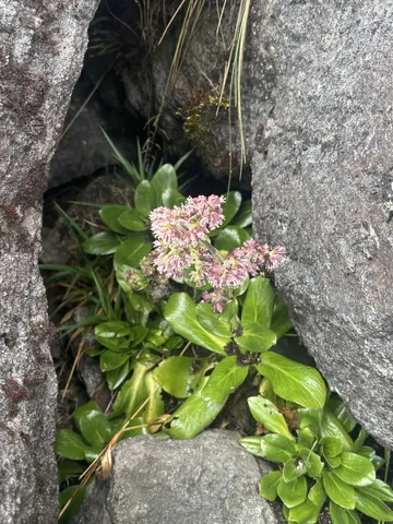 Pink flower clusters in a rock crevice. Finer identification remains unconfirmed.