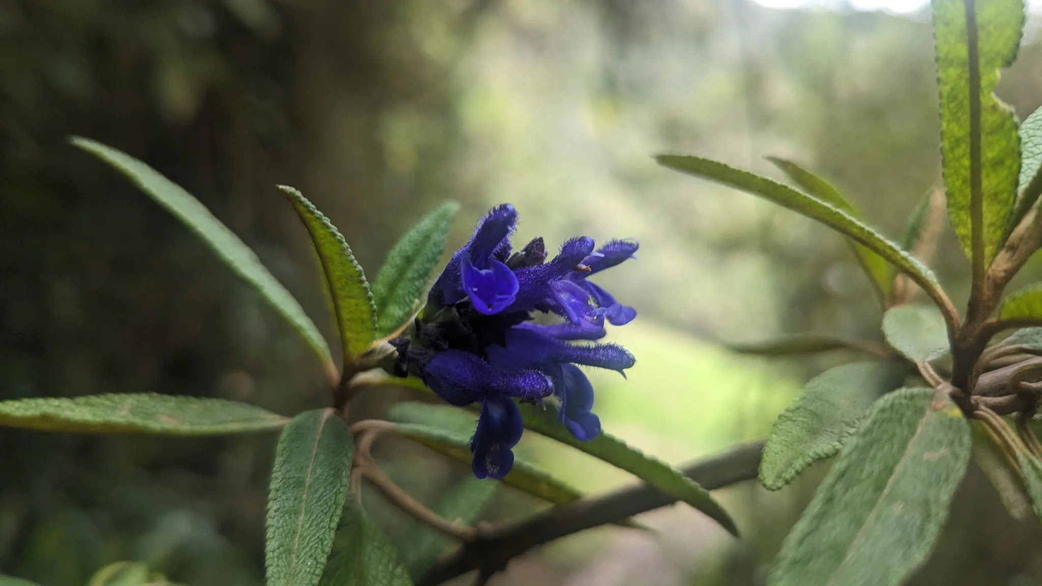 Deep purple flower close-up. Finer identification remains unconfirmed.