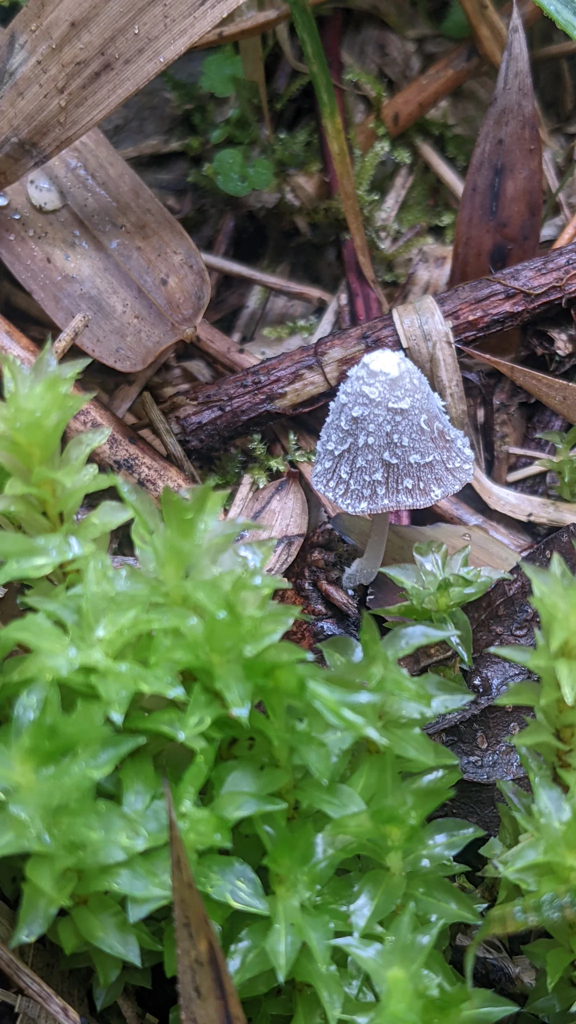 Gray mushroom beside green plants. Finer identification remains unconfirmed.