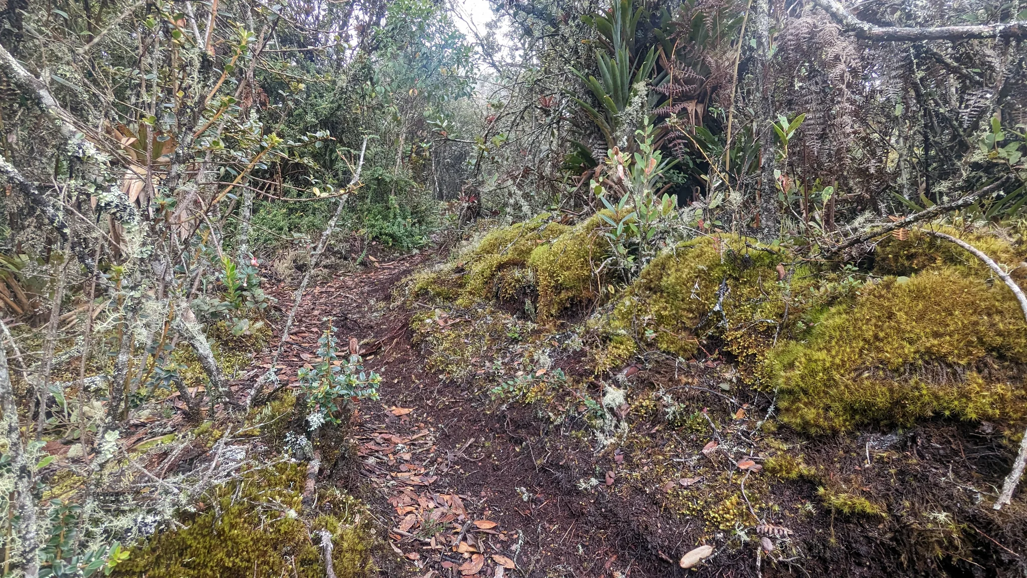A carpet of moss beside the path