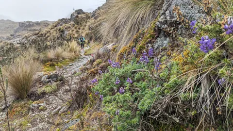 Purple flowers on a rocky slope