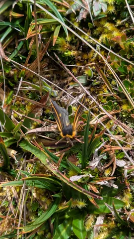 A dark insect with yellow stripes rests among damp páramo stems. Its finer identification remains unresolved.