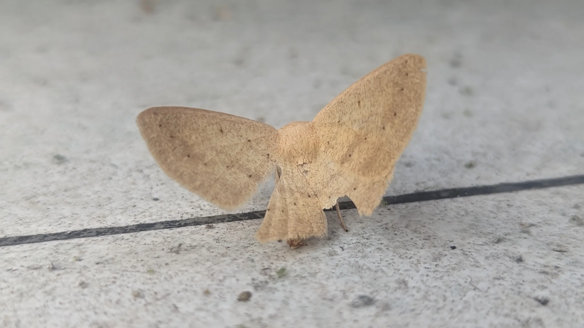 Tan moth on a tiled floor. Finer identification remains unconfirmed.