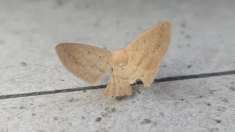Tan moth on a tiled floor. Finer identification remains unconfirmed.