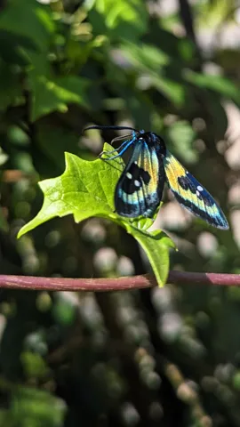 Butterfly on yellow flower. Finer identification remains unconfirmed.