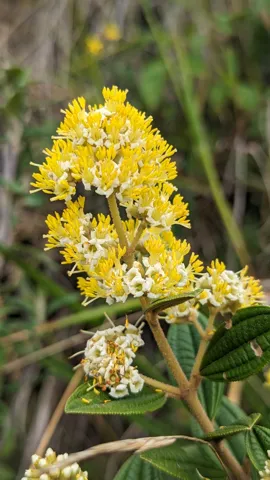 Yellow flower cluster on a green plant. Finer identification remains unconfirmed.