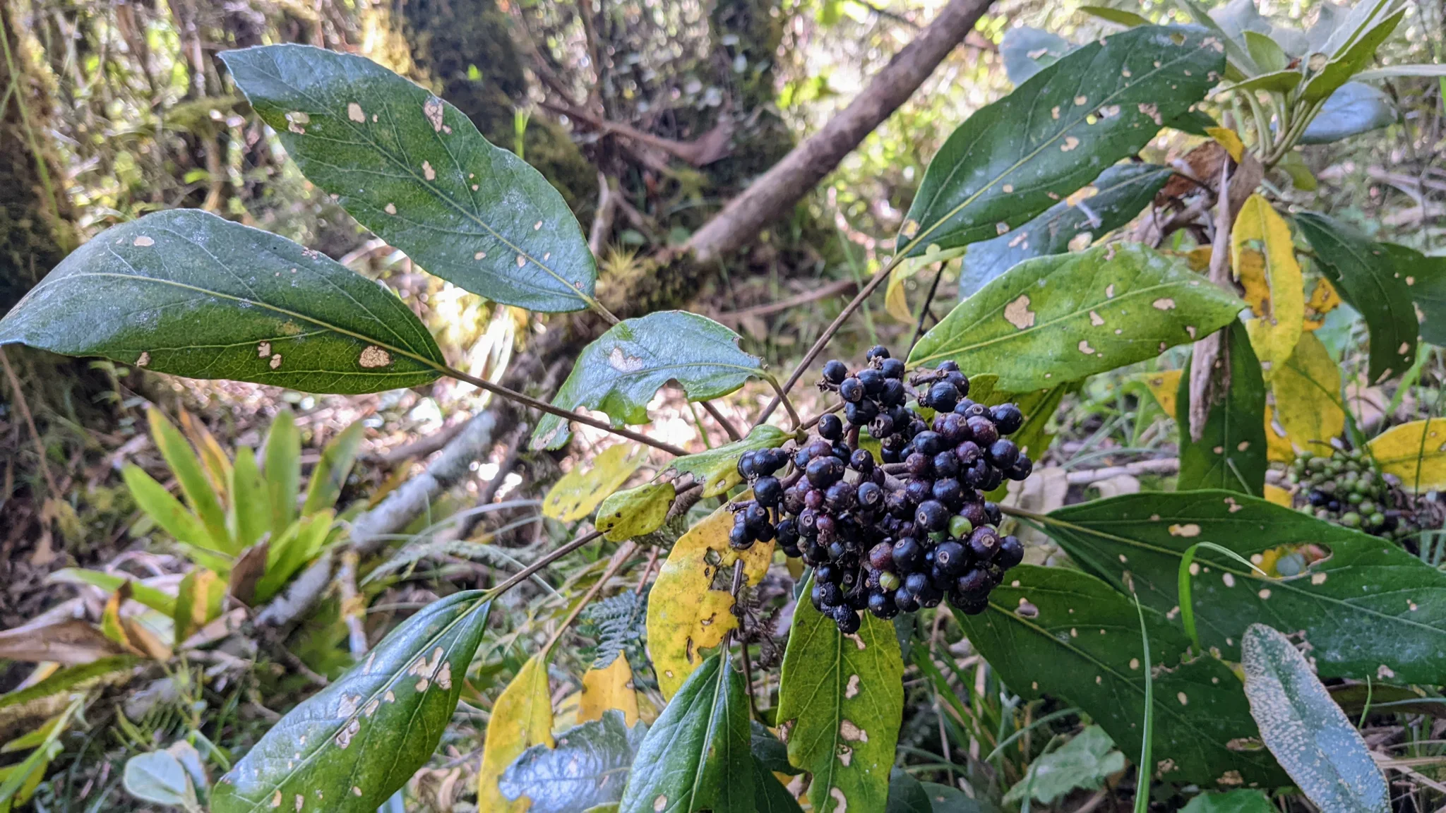A dense cluster of dark blue-black Miconia berries grows at the end of a branch among green leaves with three prominent veins rising from the base.