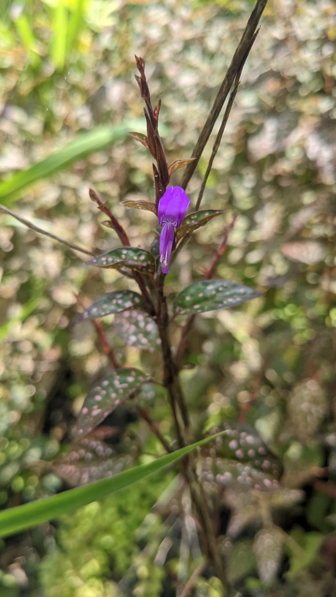 Purple flowers on woody stem. Finer identification remains unconfirmed.