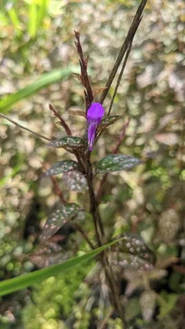Purple flowers on woody stem. Finer identification remains unconfirmed.