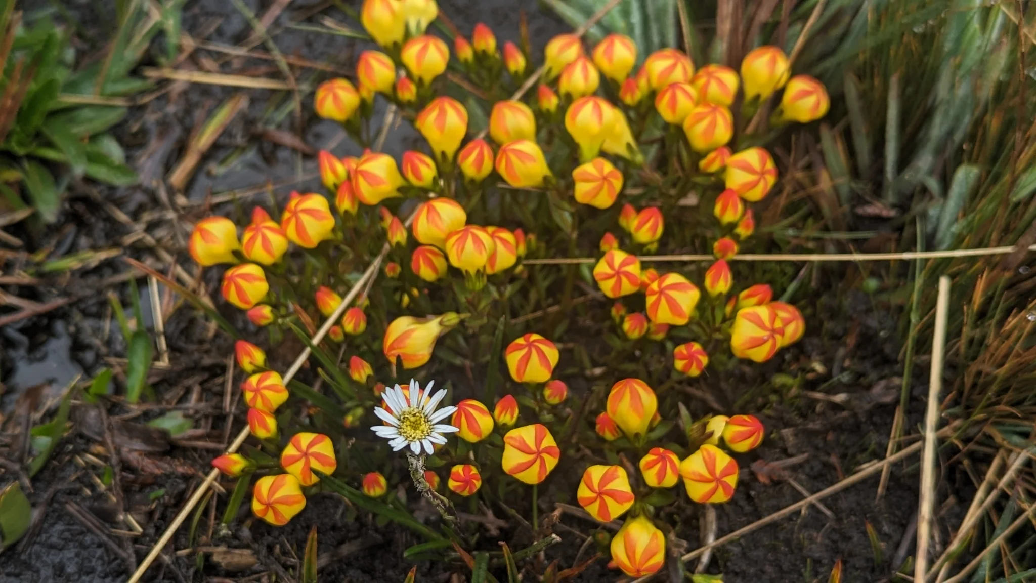 A cushion of orange flowers